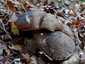 Bronzos vargánya (Boletus aereus), Őrség